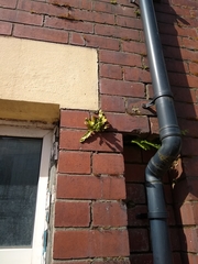 Asplenium scolopendrium