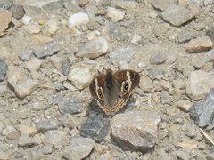 Junonia grisea