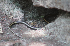 Pseudalsophis steindachneri