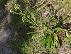 Erigeron darrellianus