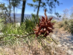Pinus pungens