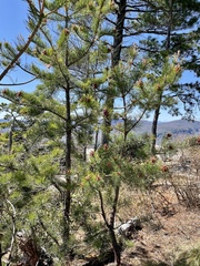 Pinus pungens