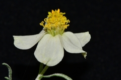 Zinnia acerosa