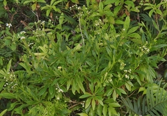 Erigeron darrellianus