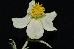 Zinnia acerosa