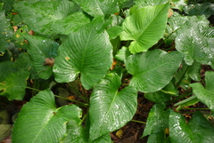 Schismatoglottis kotoensis
