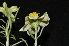 Zinnia acerosa