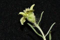 Zinnia acerosa