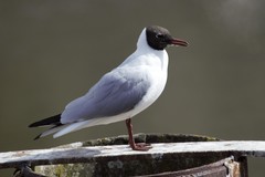 Chroicocephalus ridibundus