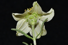 Zinnia acerosa