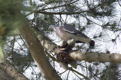 Columba palumbus
