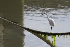 Egretta garzetta