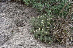 Zinnia acerosa