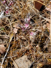 Polygonum bidwelliae