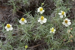 Zinnia acerosa