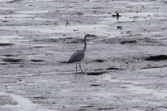 Ardea cinerea