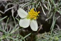 Zinnia acerosa
