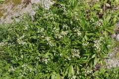 Erigeron darrellianus