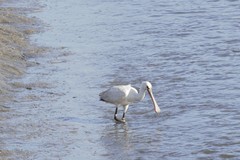 Platalea leucorodia