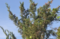 Juniperus bermudiana