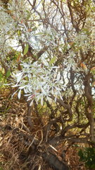 Euphorbia leucocephala