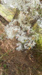 Euphorbia leucocephala