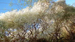 Euphorbia leucocephala