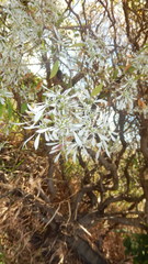 Euphorbia leucocephala