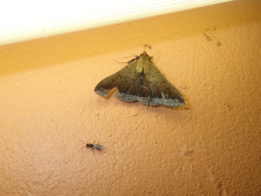 Rejectaria pharusalis