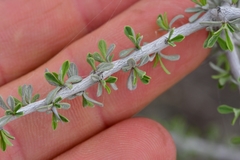 Condalia spathulata