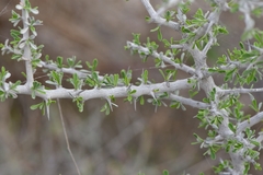 Condalia spathulata