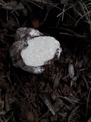 Mattirolomyces terfezioides