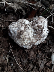 Mattirolomyces terfezioides
