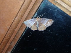 Thysanopyga abdominaria