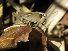 Amblytropidia australis