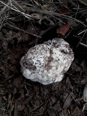 Mattirolomyces terfezioides