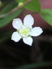 Moehringia lateriflora