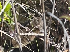 Oryzomys palustris