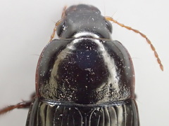 Amara insignis