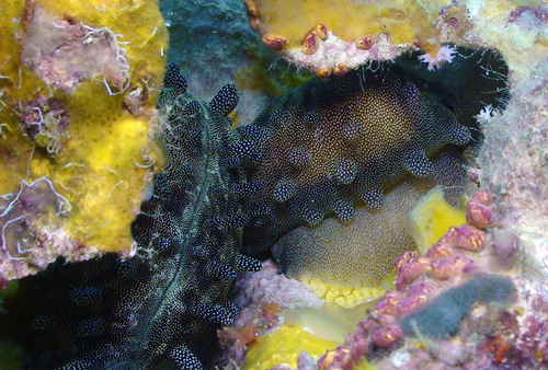 Cypraea talpa observed 2012-08-19