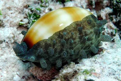 Cypraea talpa observed 2009-10-05