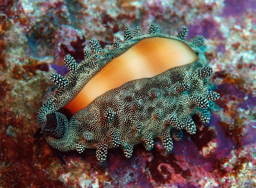 Cypraea talpa observed 2009-10-13