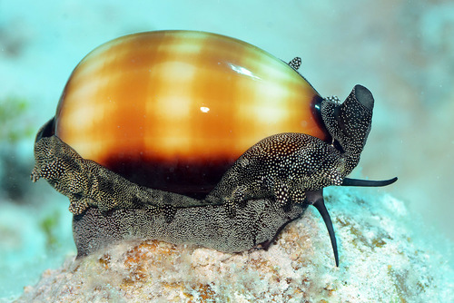 Cypraea talpa observed 2013-05-20