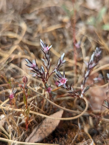 Image of Bidwell's Knotweed (Polygonum bidwelliae) by (c) My-Lan Le, some rights reserved (CC BY)