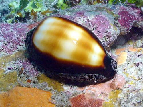 Cypraea talpa observed 2009-03-01