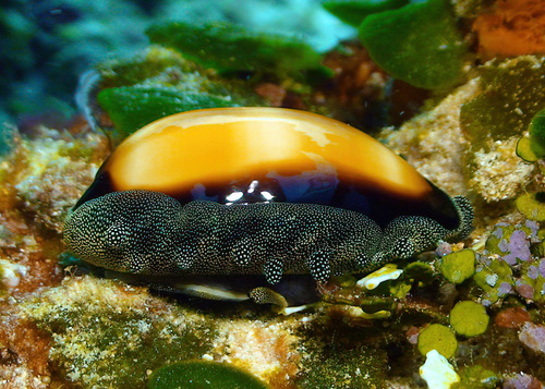 Cypraea talpa observed 2012-04-30
