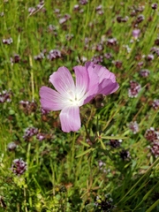 Sidalcea calycosa