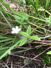 Moehringia lateriflora