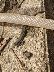 Podarcis virescens