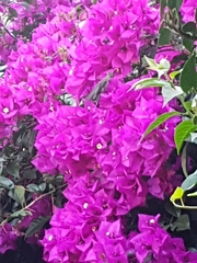 Cynanthus latirostris